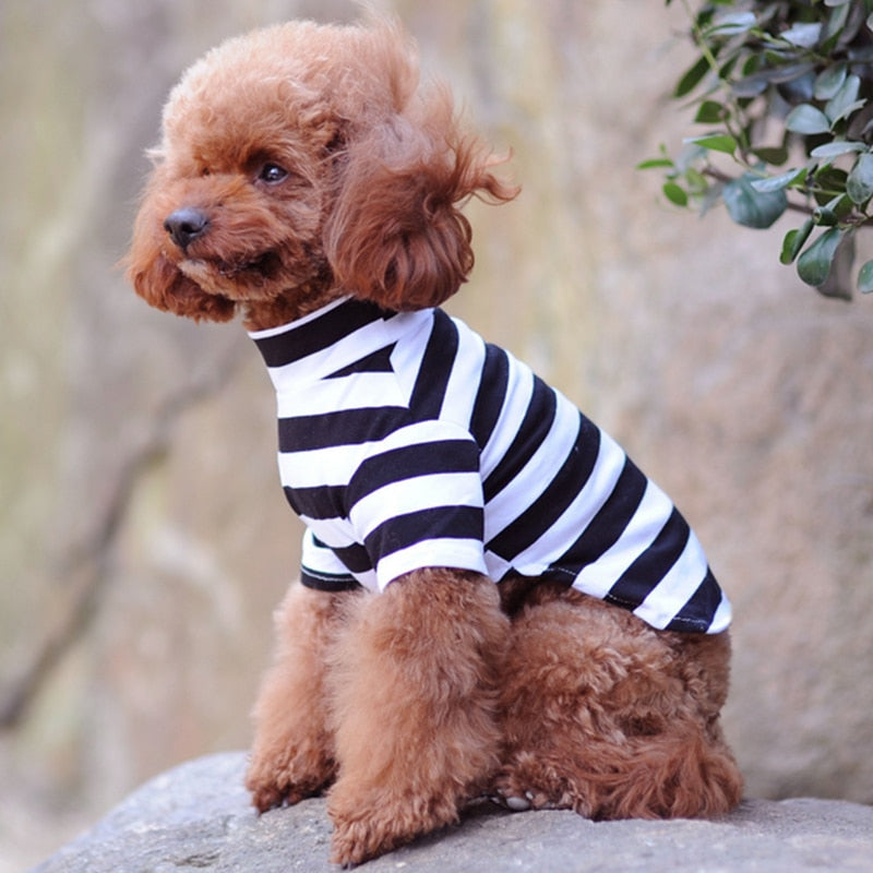 Pet Clothes For Small Dogs DromedarShop.com Online Boutique